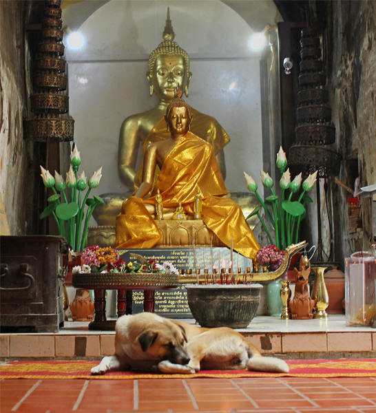 The Old Dog and the Wat