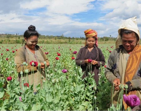 Following the Opium Trail to the Golden Triangle